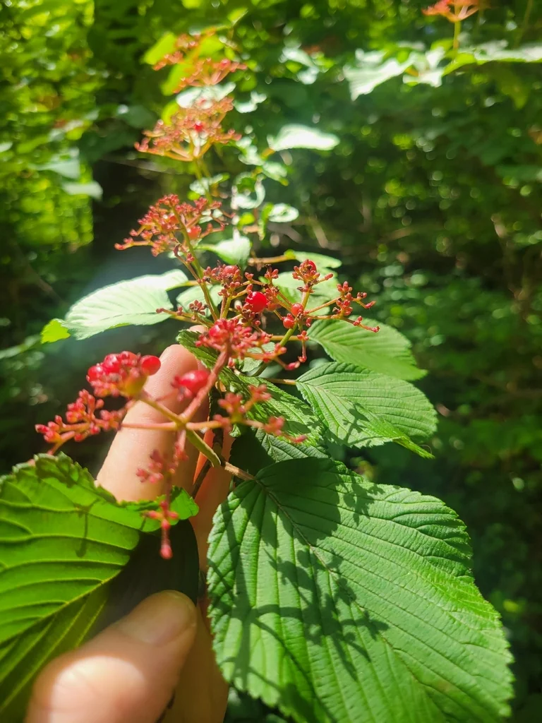 Viburnum Plicatum
