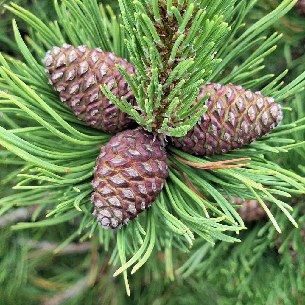 Pinus Mugo Mugo