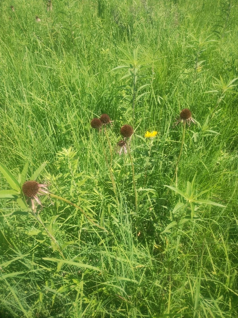 Echinacea Pallida