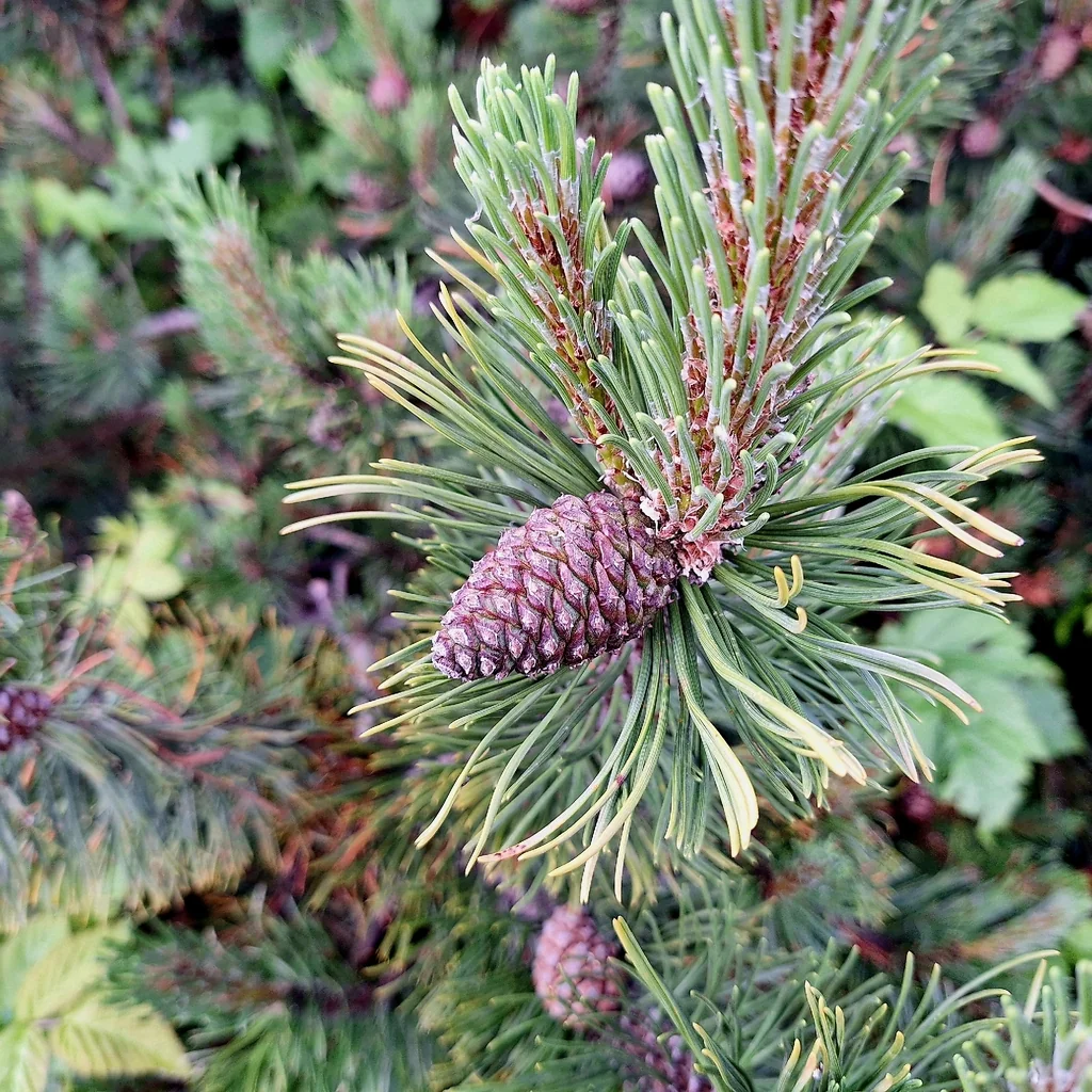 Pinus Mugo Mugo