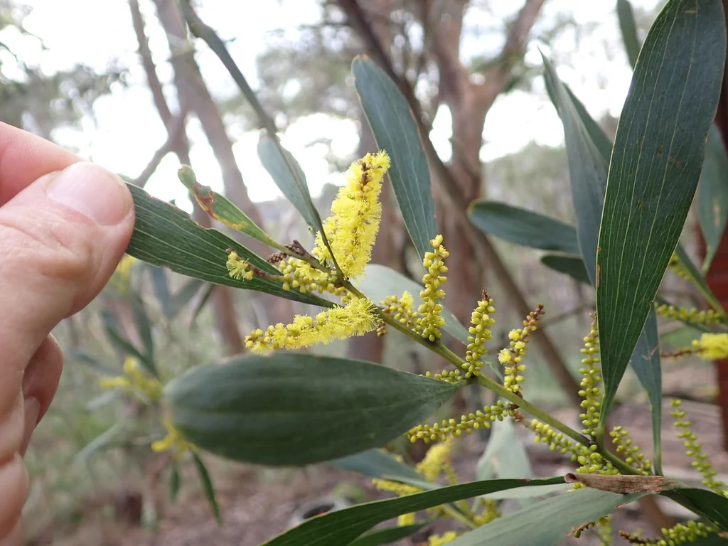 Acacia Longifolia
