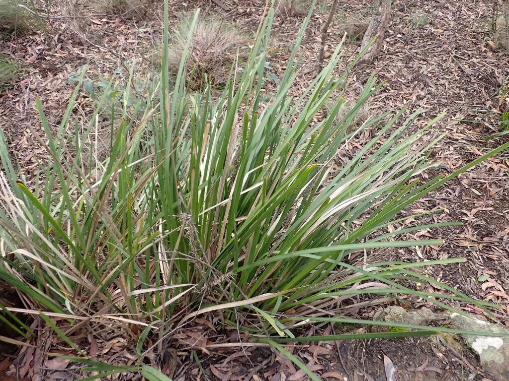 Lomandra Longifolia