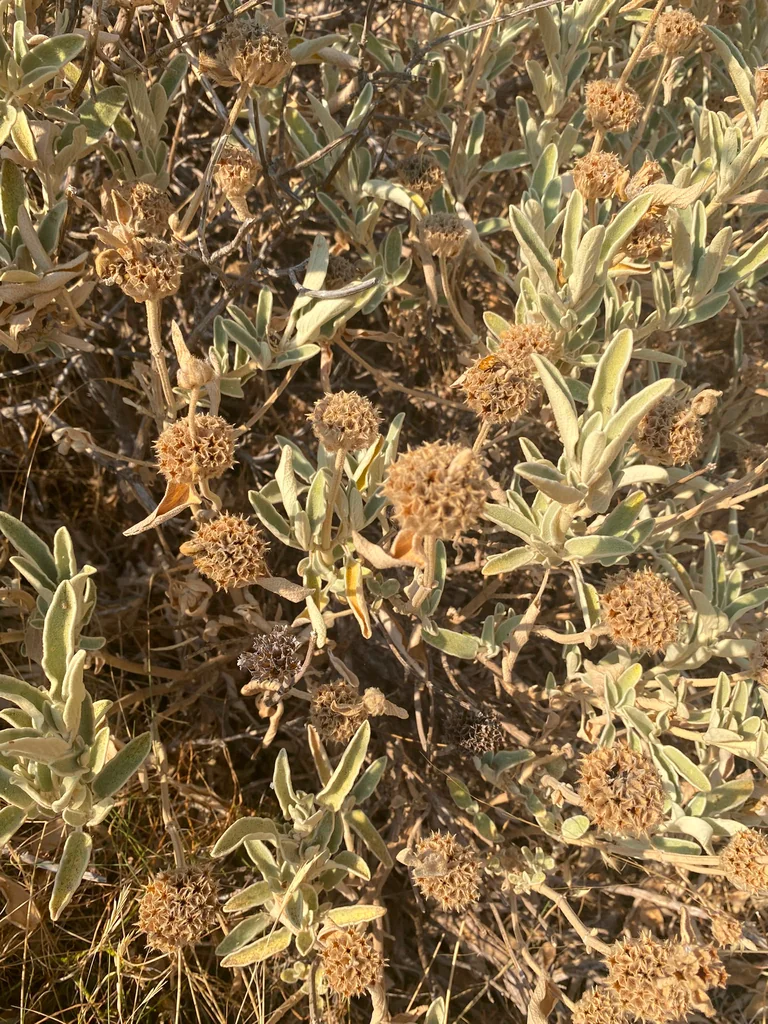 Phlomis Fruticosa