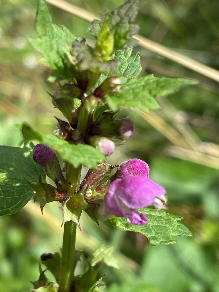 Lamium maculatum