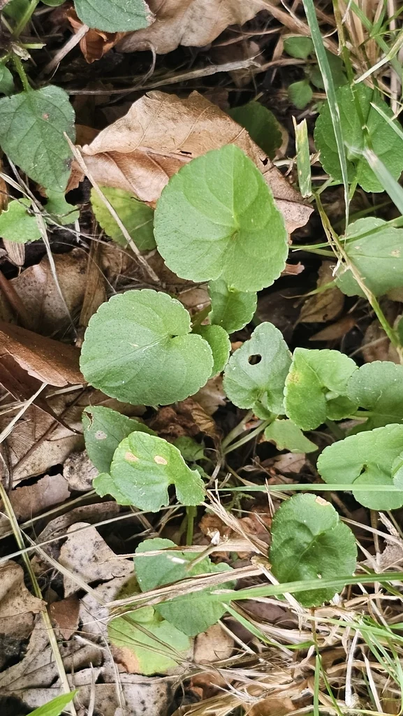 Viola Odorata