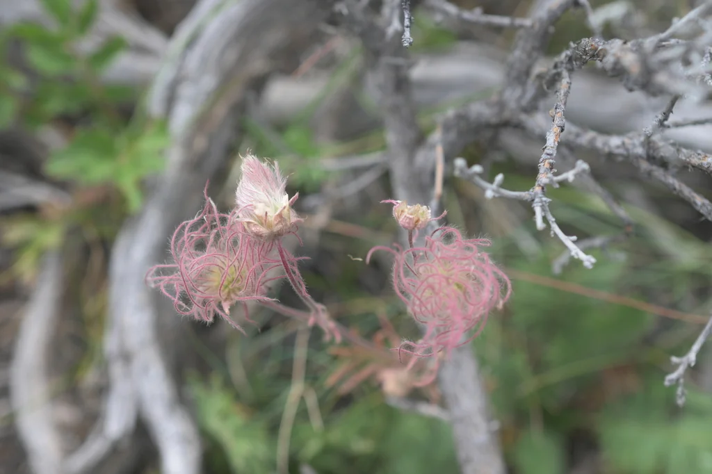 Geum Triflorum