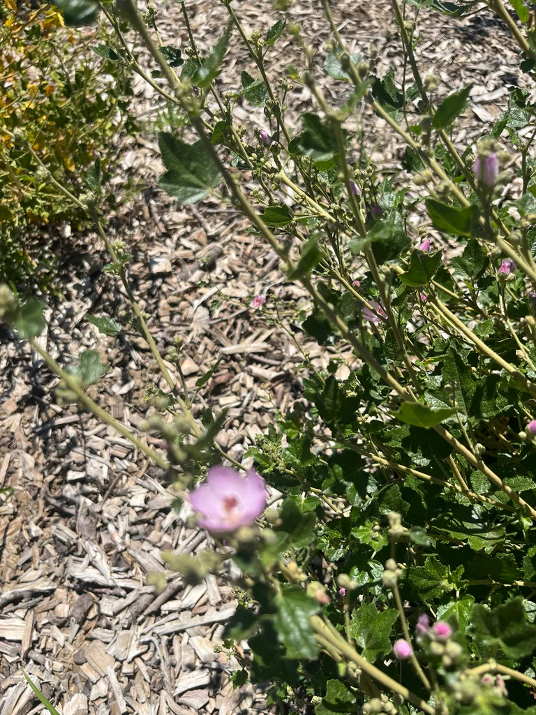 Malacothamnus Fasciculatus