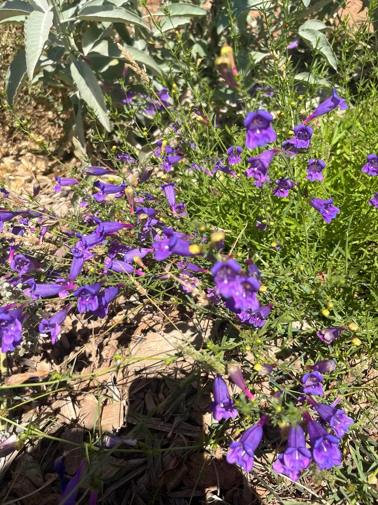 Penstemon Heterophyllus