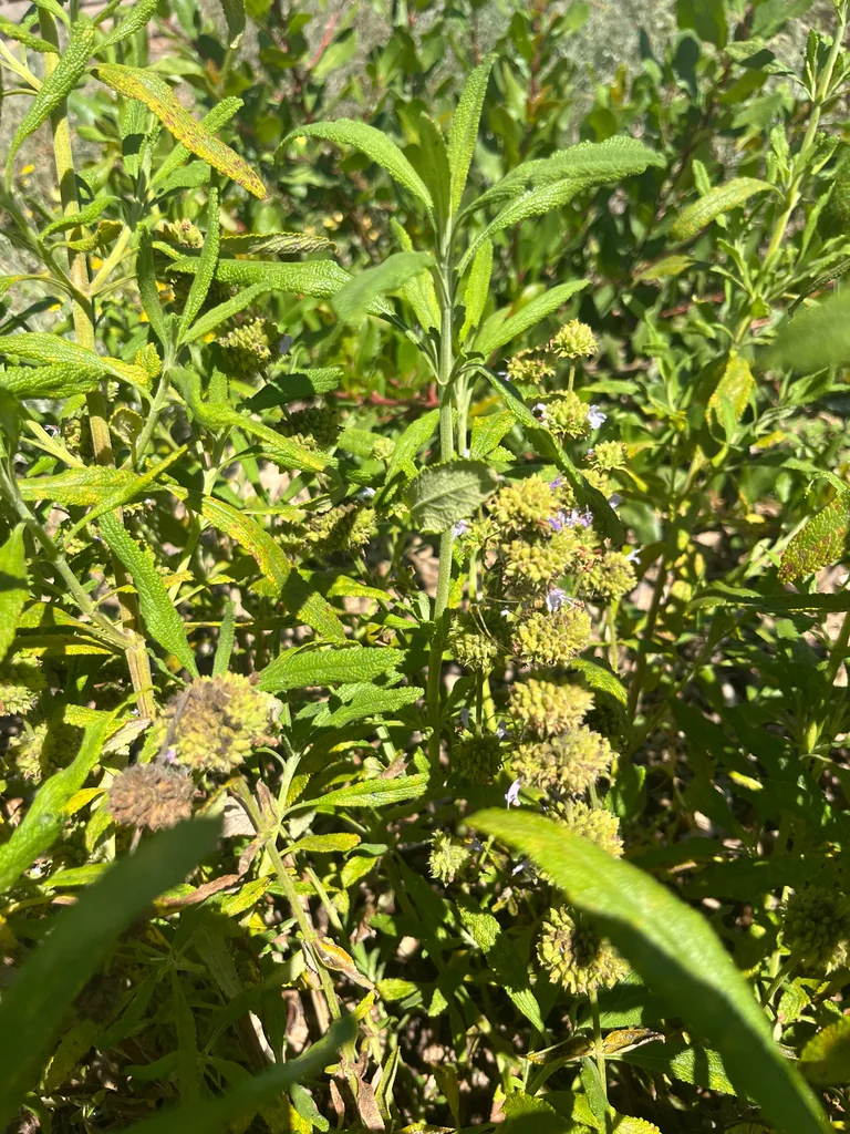 Salvia Mellifera