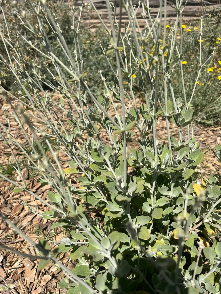 Eriogonum Cinereum