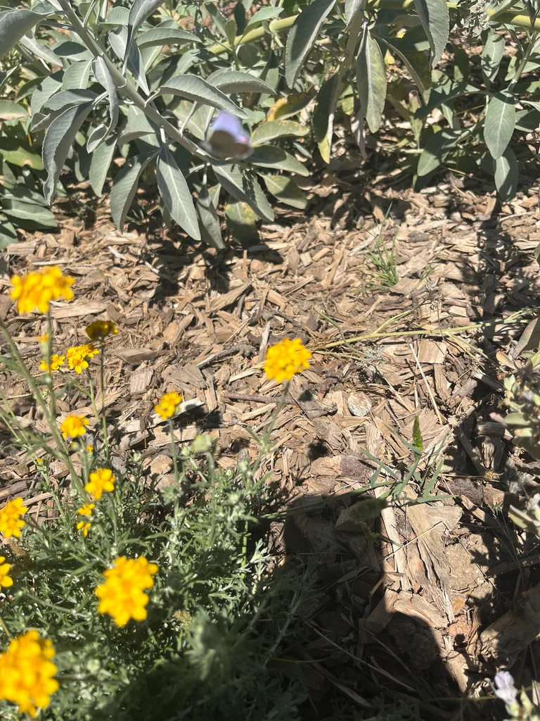 Eriophyllum Confertiflorum