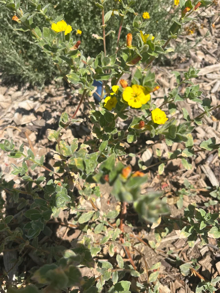 Camissonia Cheiranthifolia