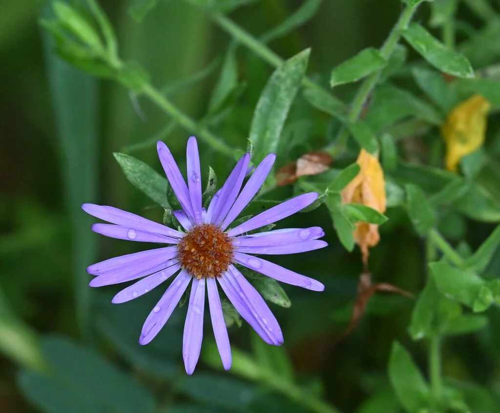 Symphyotrichum Oblongifolium