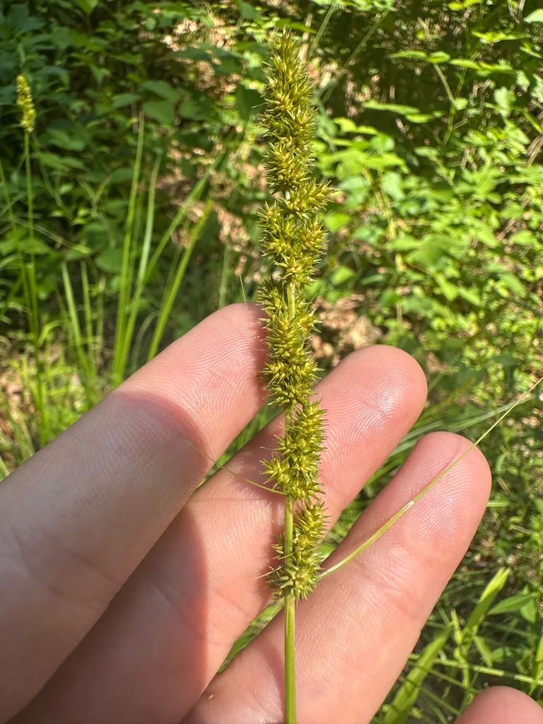 Carex Vulpinoidea