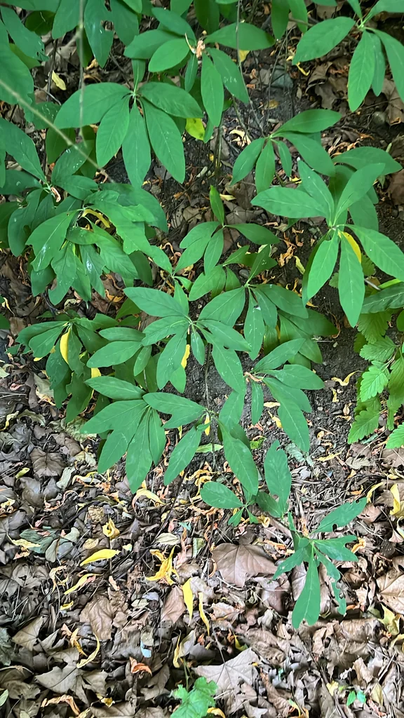 Oemleria Cerasiformis