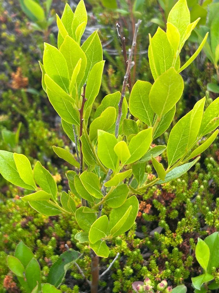 Gaylussacia Baccata