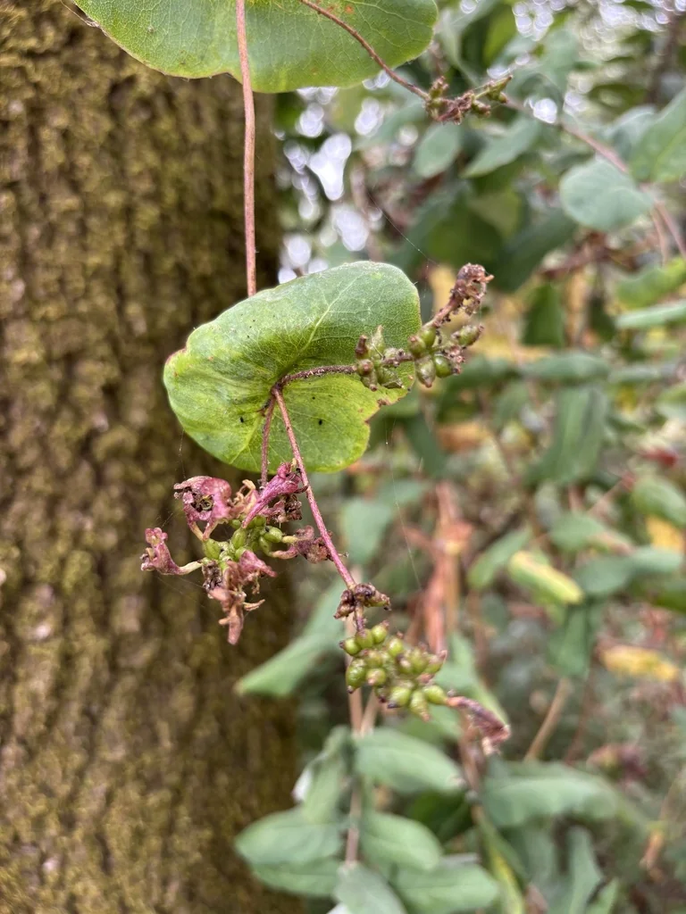 Lonicera Hispidula