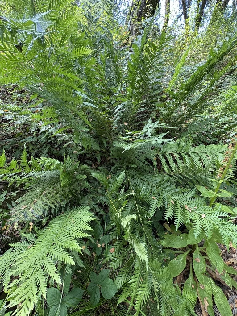 Woodwardia Fimbriata