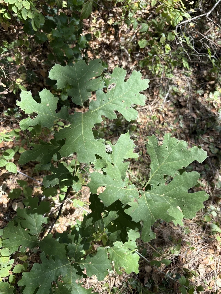 Quercus Kelloggii