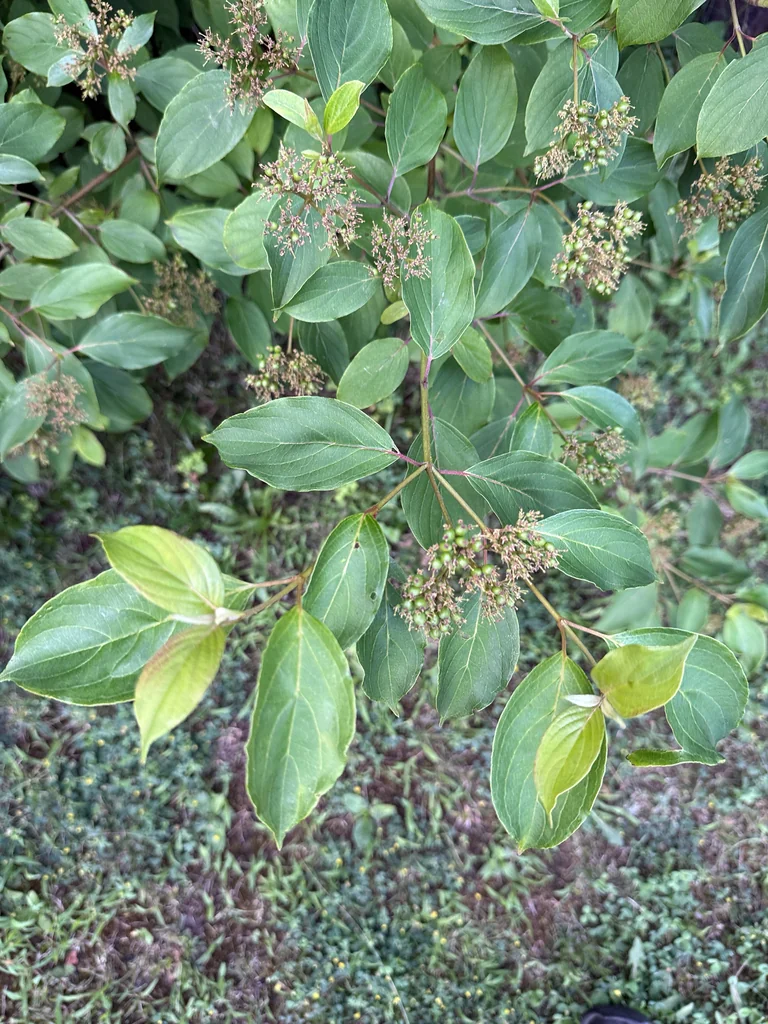 Cornus Amomum