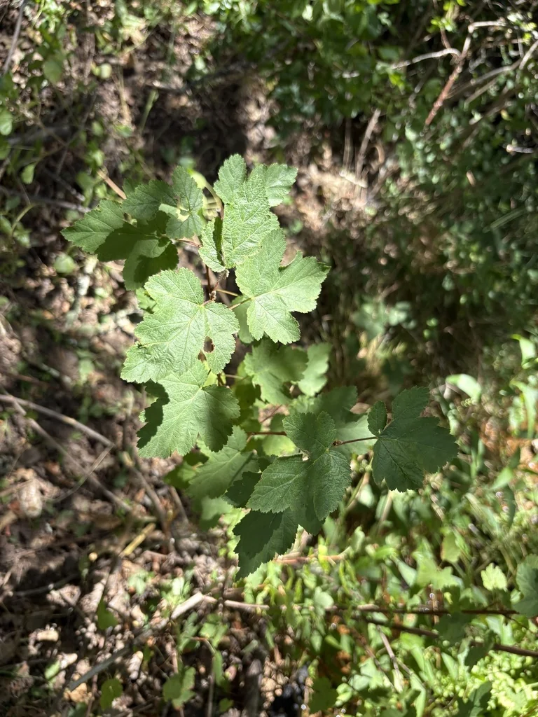 Physocarpus Capitatus