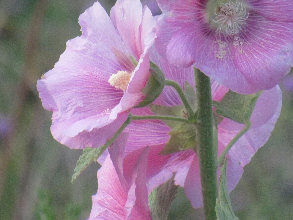 Alcea Rosea