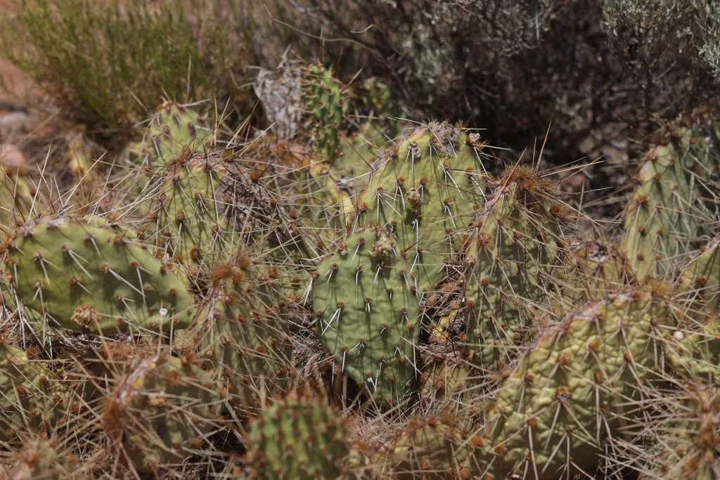 Opuntia Phaeacantha