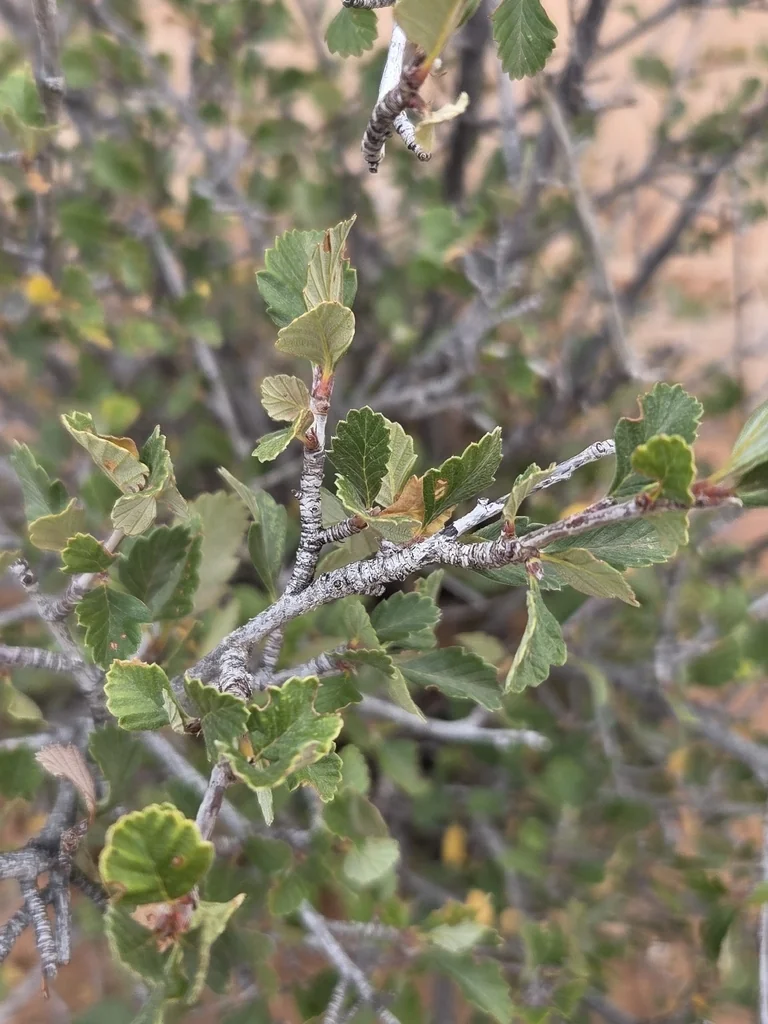 Cercocarpus Montanus