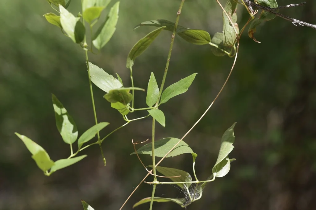 Clematis Ligusticifolia
