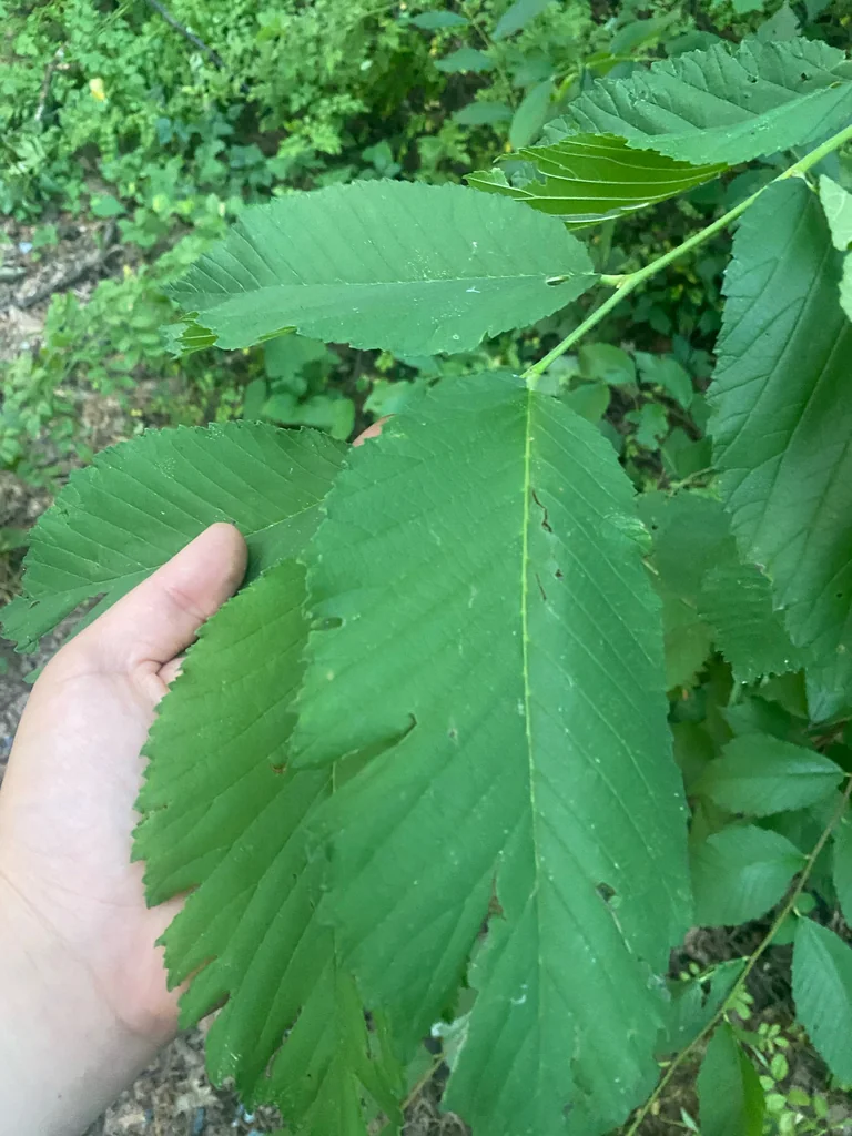 Ulmus Rubra