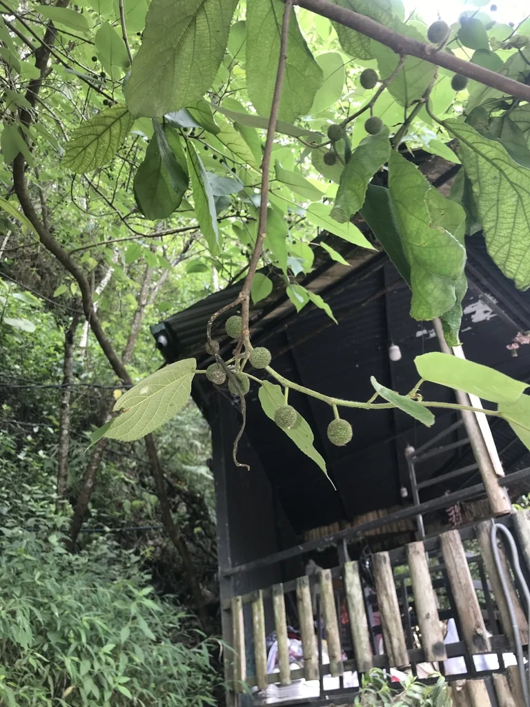 Broussonetia Papyrifera