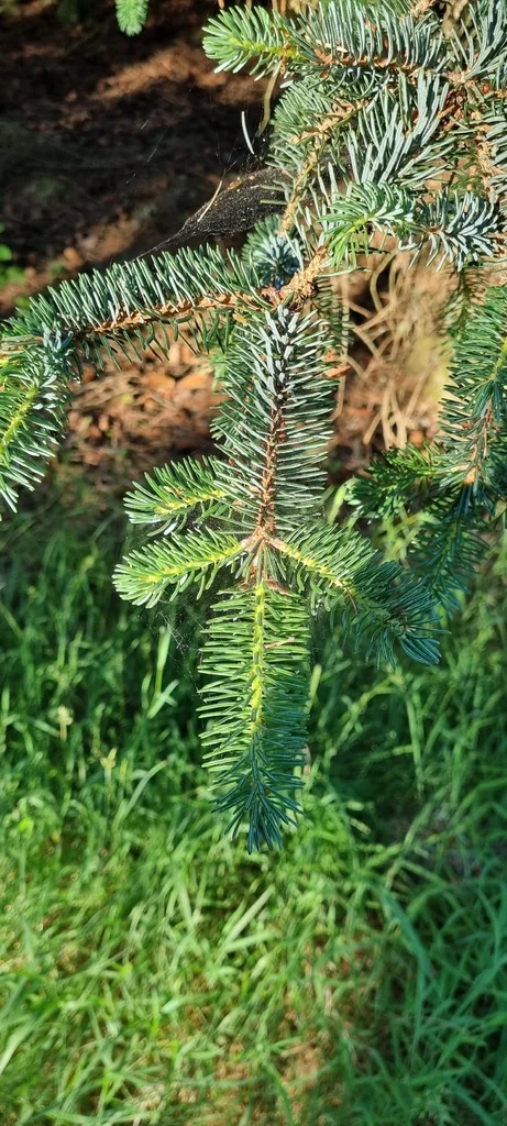 Picea Sitchensis