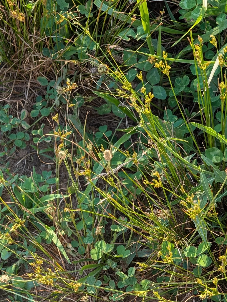 Juncus Tenuis