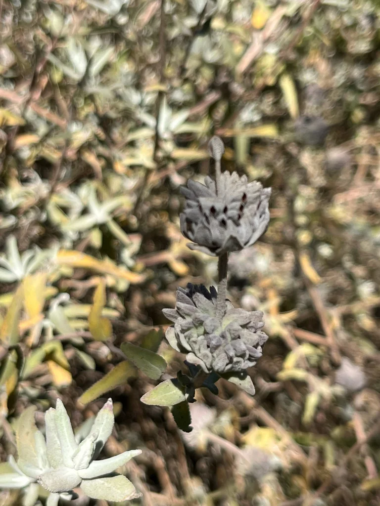 Salvia Leucophylla