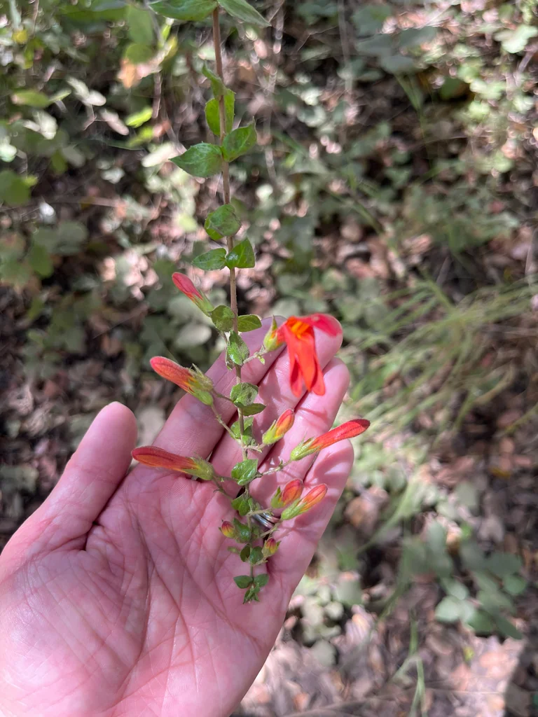 Keckiella Cordifolia