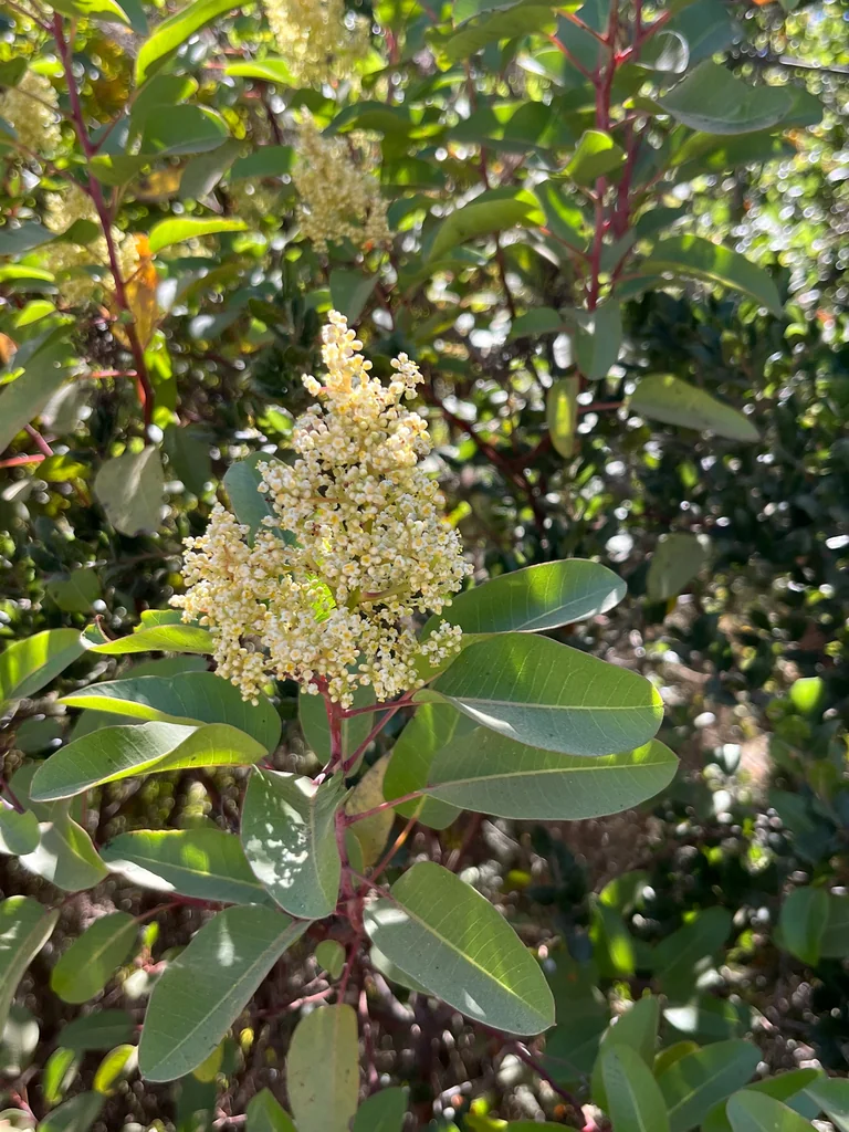 Malosma Laurina