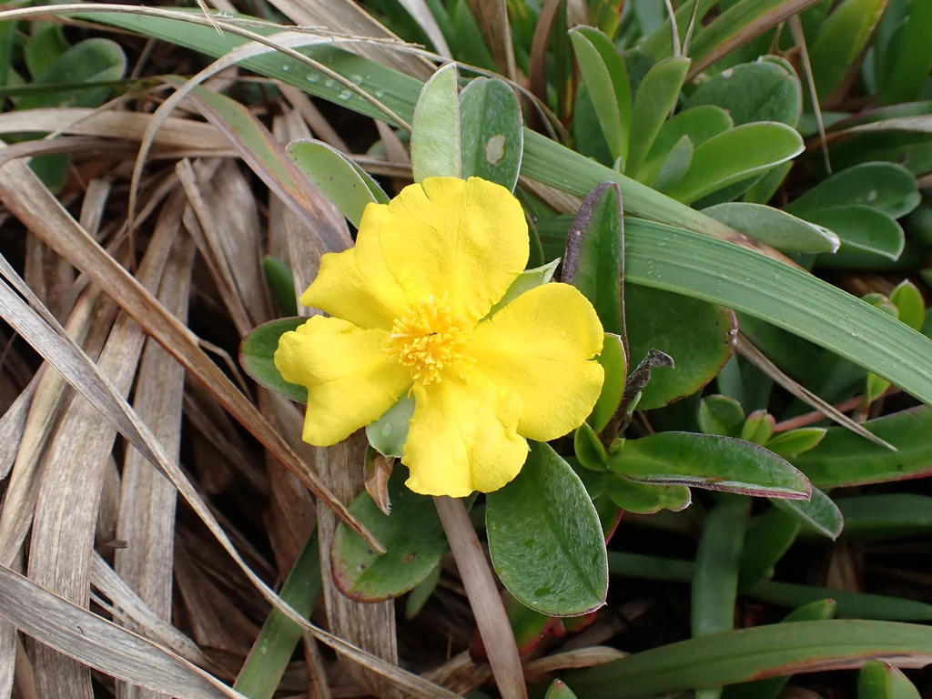 Hibbertia Scandens
