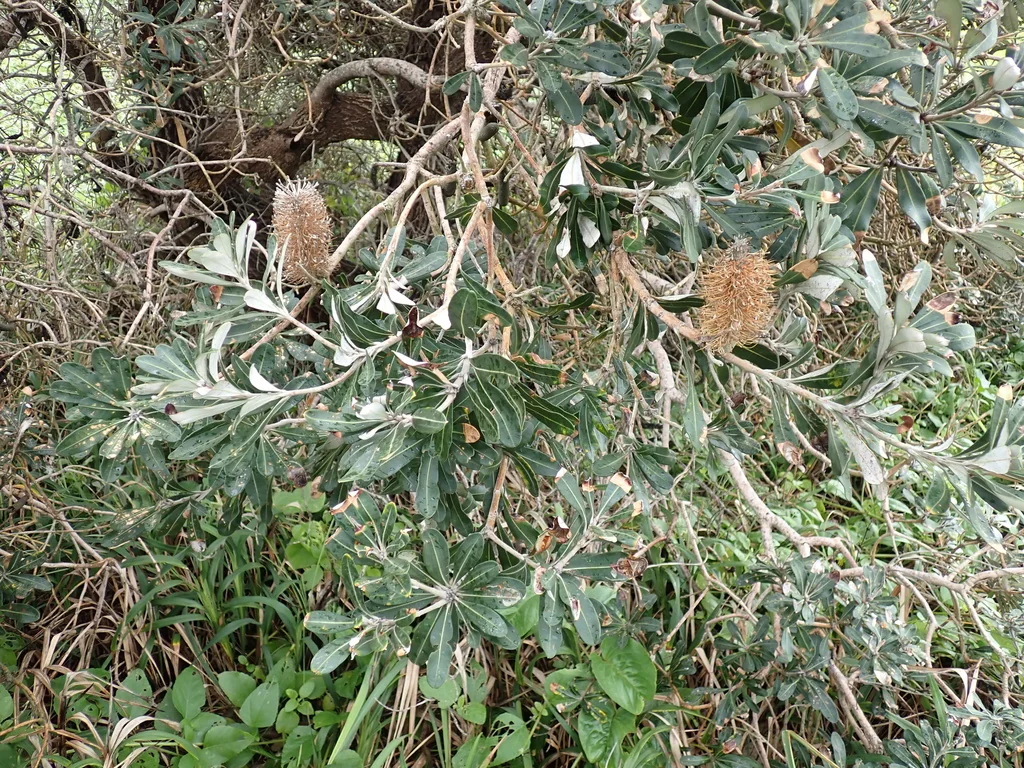 Banksia Integrifolia
