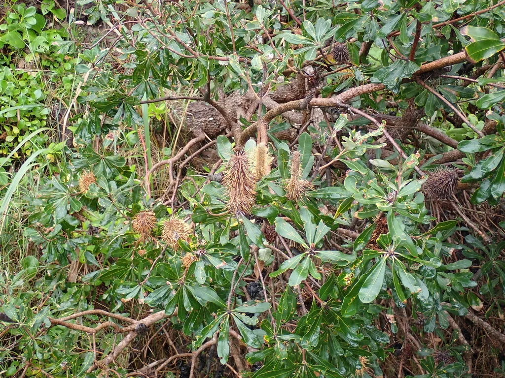 Banksia Integrifolia