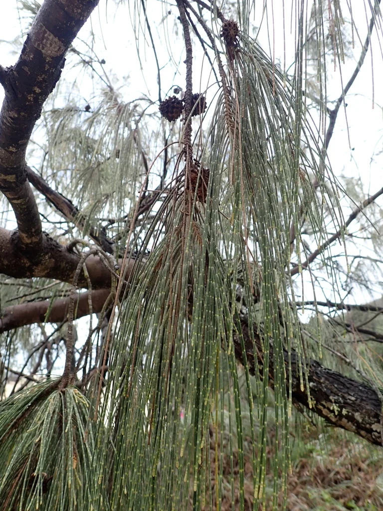 Casuarina Equisetifolia