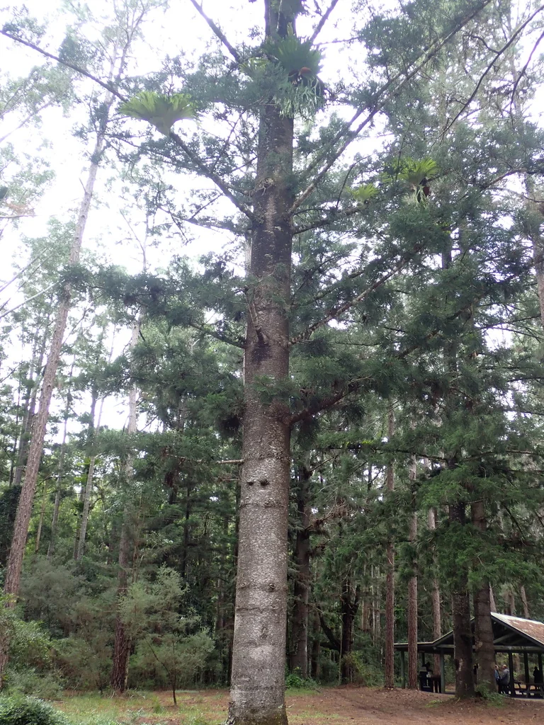 Araucaria Cunninghamii