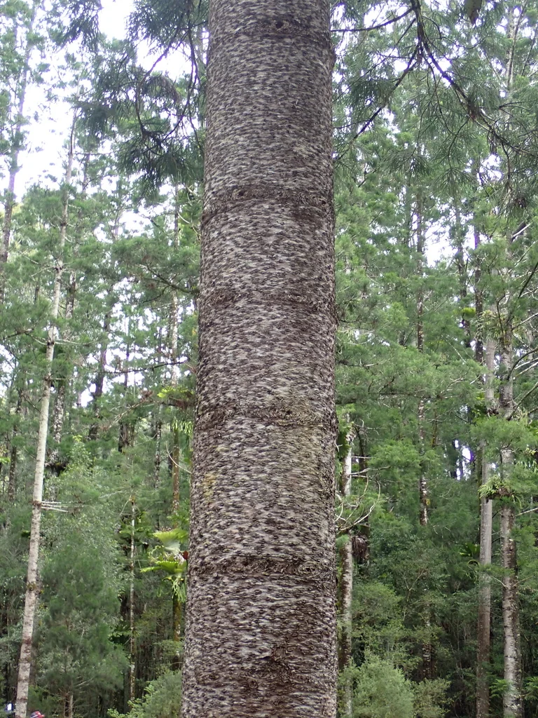 Araucaria Cunninghamii