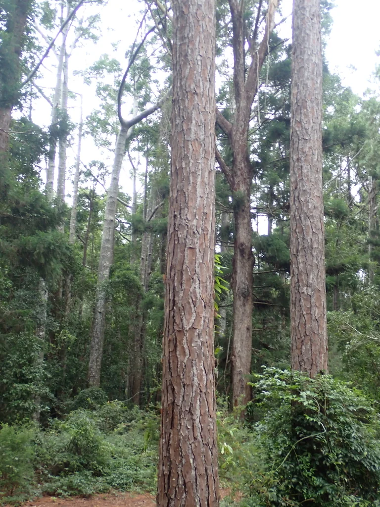 Pinus Elliotii