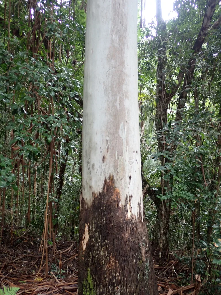 Eucalyptus grandis