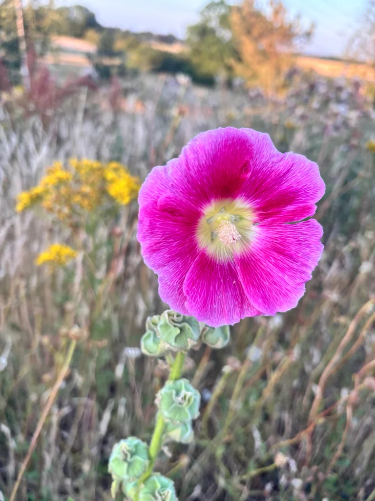 Alcea Rosea