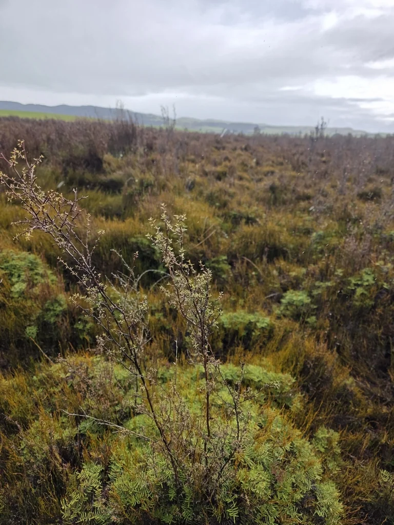 Leptospermum Scoparium