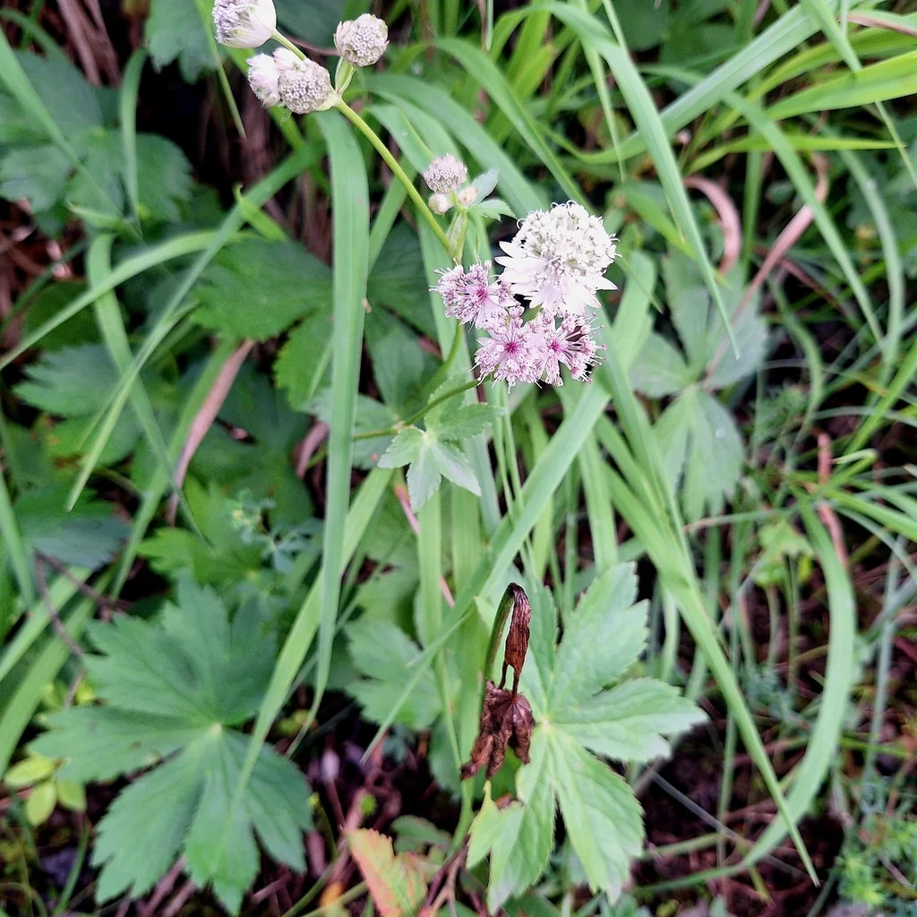 Astrantia Major