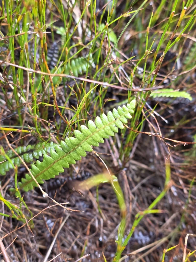 Blechnum Penna-Marina
