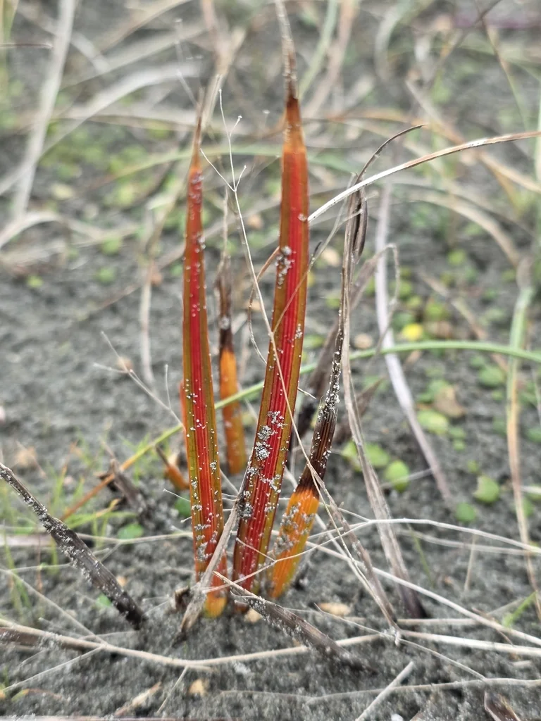 Libertia Peregrinans