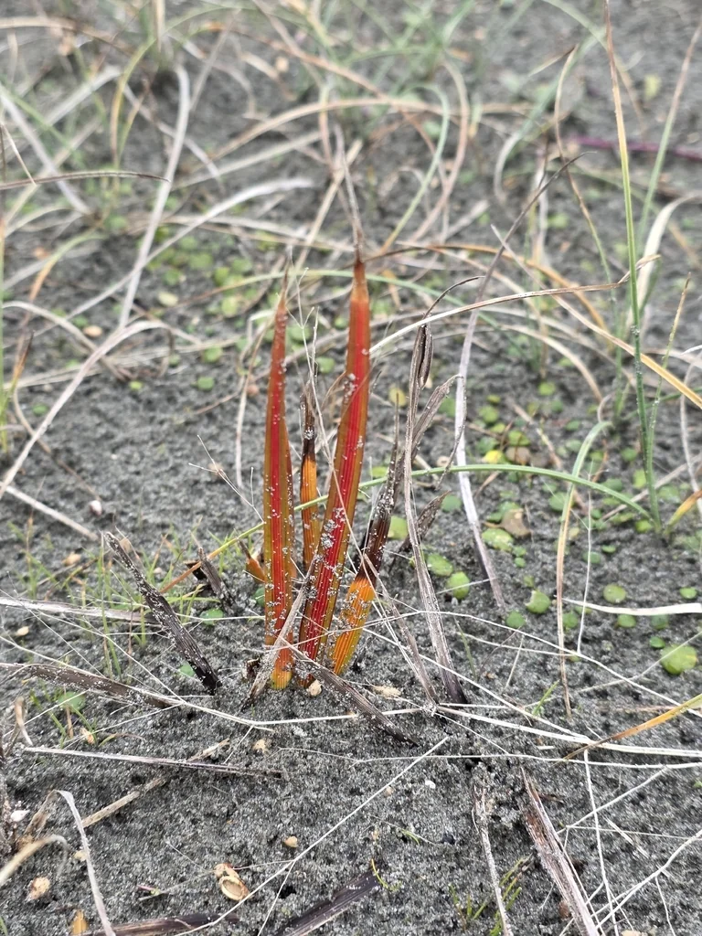 Libertia Peregrinans